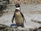 Wildlife